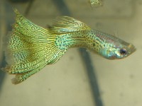 Guppy Yellow Snakeskin - Trio