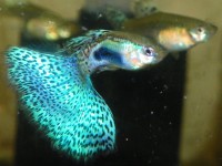 Guppy Blue Grass - Trio