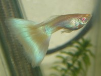 Guppy Moscow Albino